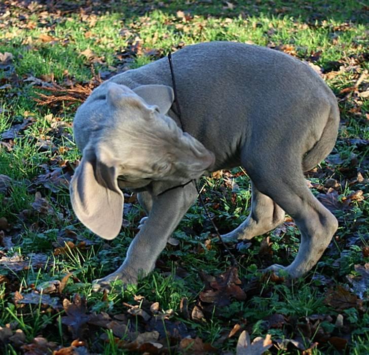 Weimaraner Hot Shoot´s Krimi HD A/B - Sk*** pind!! billede 7