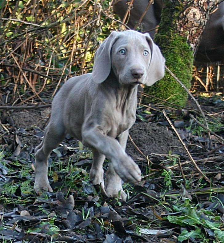 Weimaraner Hot Shoot´s Krimi HD A/B - På eventyr billede 8