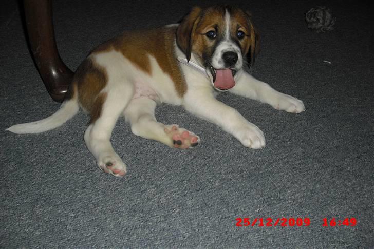 Blanding af racer Bella<3 billede 5