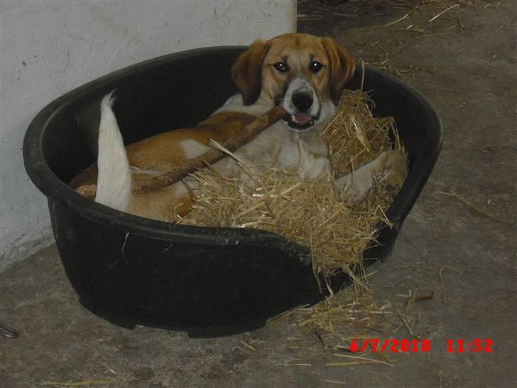 Blanding af racer Bella<3 billede 6