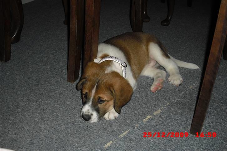 Blanding af racer Bella<3 billede 7