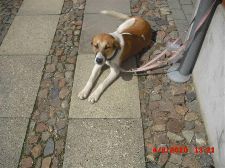 Blanding af racer Bella<3 billede 8