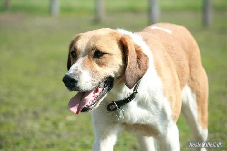 Blanding af racer Bella<3 - Nyt!!!  billede 9