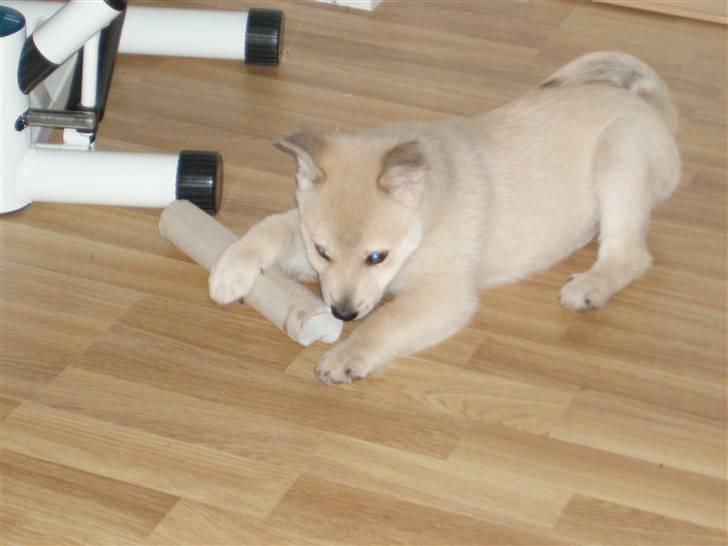 Norsk buhund Balto - Alt det dyre legetøj er ikke ligeså sjovt som en rulle fra køkkenrullen. billede 6