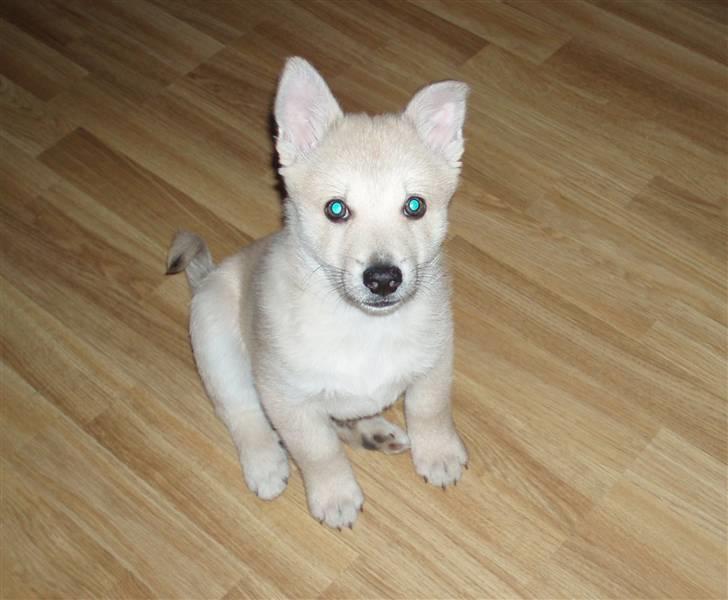 Norsk buhund Balto - Se hvor fin jeg er.... billede 7