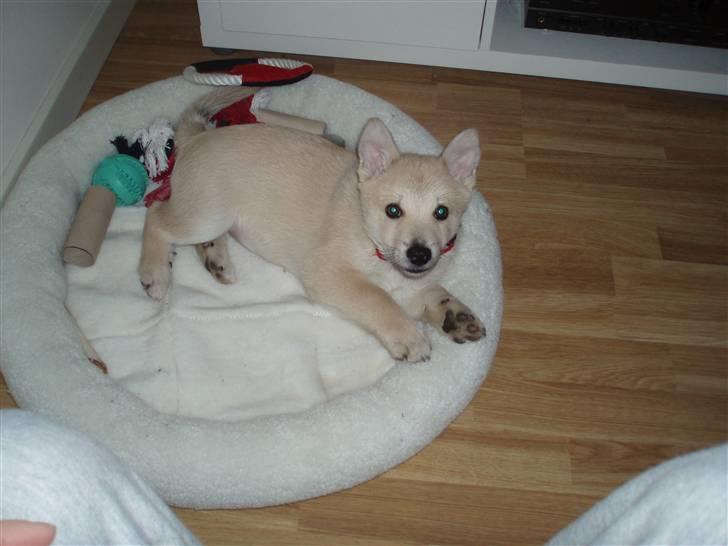 Norsk buhund Balto - Her ligger jeg ligeså fint og leger. billede 8