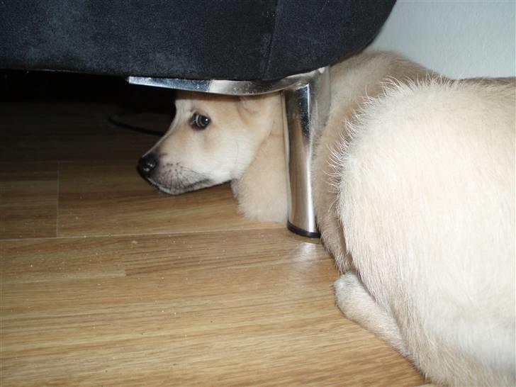 Norsk buhund Balto - Øv, når jeg absolut skal have halsbånd på så gemmer jeg mig da bare... billede 9