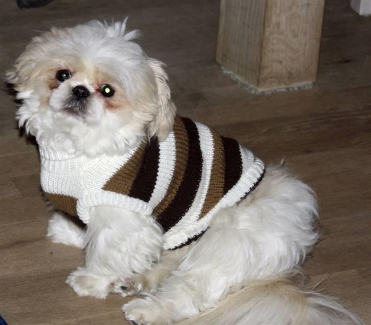 Shih tzu Saki billede 8