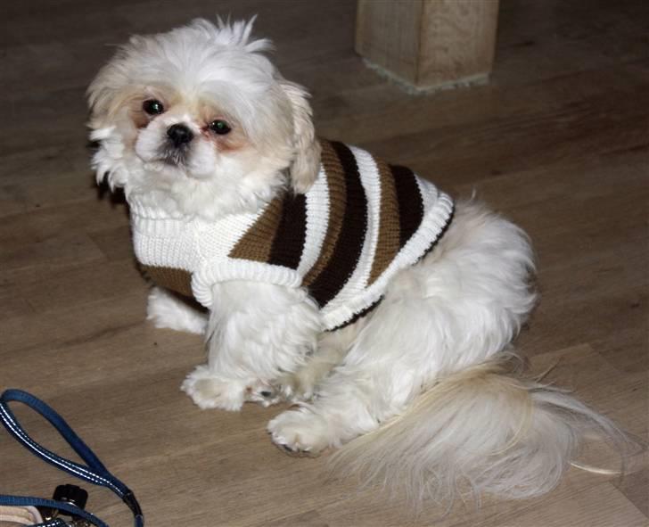 Shih tzu Saki billede 9