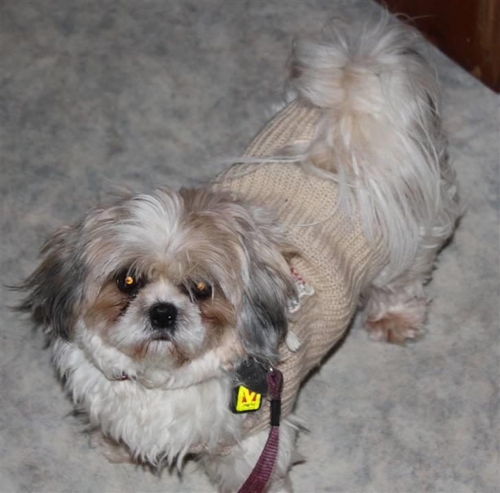 Shih tzu Saki - hej anita langt om længe er der billede af hvor pige billede 10