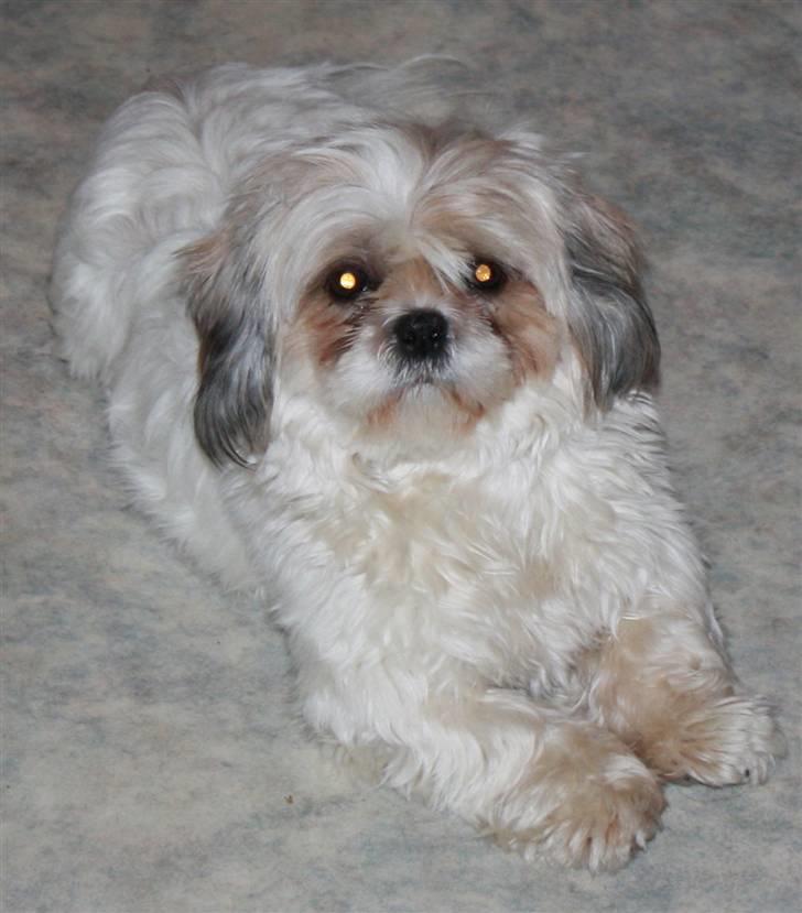 Shih tzu Saki - hej anita langt om længe er der billede af hvor pige billede 11