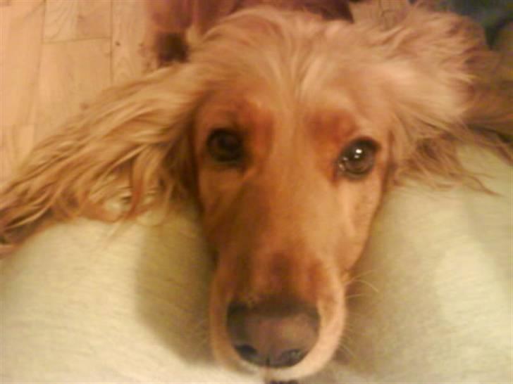 Cocker spaniel Lady billede 8