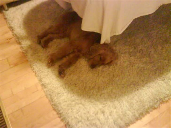 Cocker spaniel Lady - lady elsker at ligge om aftenen og slappe af billede 9