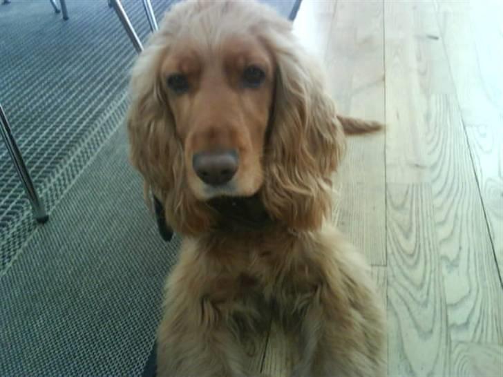 Cocker spaniel Lady - er hun ikke bare sød billede 10