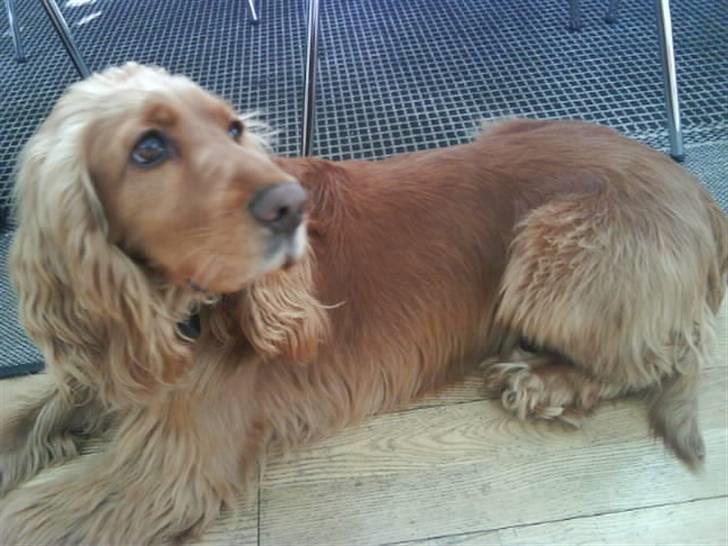 Cocker spaniel Lady billede 11