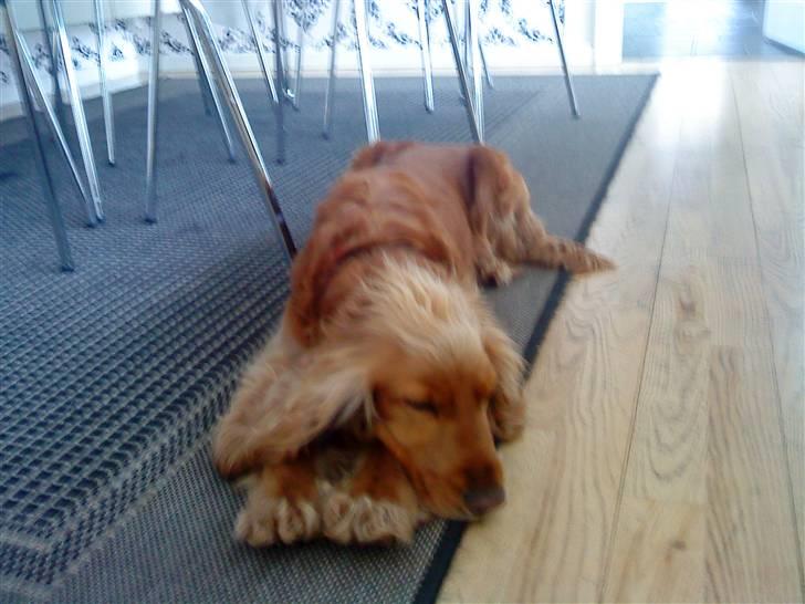 Cocker spaniel Lady billede 12