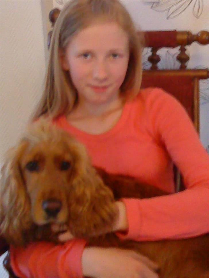 Cocker spaniel Lady - mig og lady billede 13