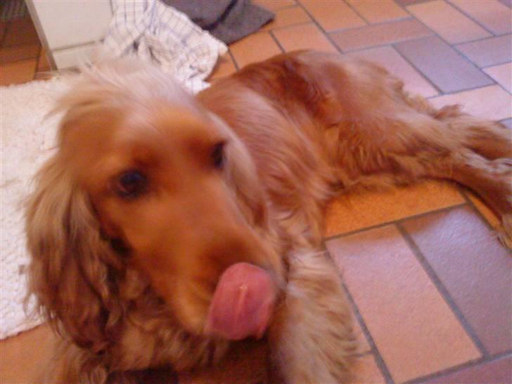 Cocker spaniel Lady - har jeg ikke bare en flot tunge billede 14