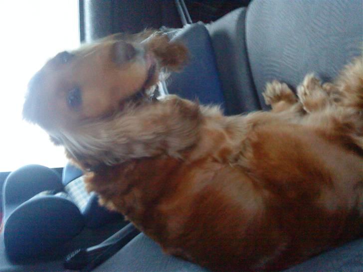 Cocker spaniel Lady - lady hader at køre i bil, derfor sidder jeg altid omme bag i bilen, på bagsædet billede 15