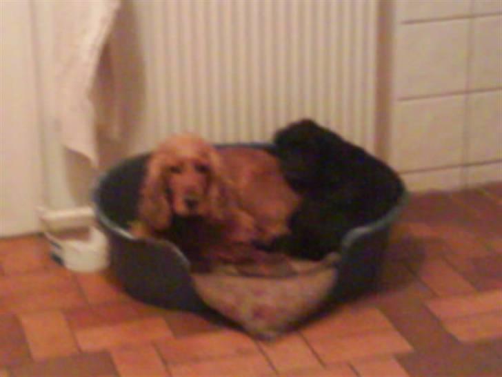 Cocker spaniel Lady - lady og hendes hvalp fie billede 16