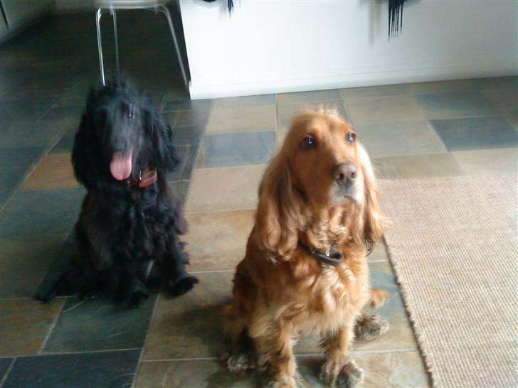 Cocker spaniel Lady - lady og fie billede 17