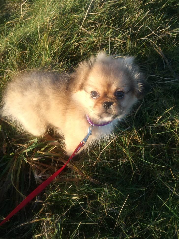 Blanding af racer Tulle - Tulle 12 uger :-)  2009  
 billede 4