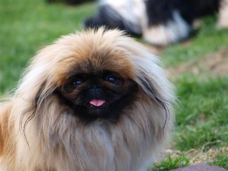 Pekingeser Chui Aka Pigehunden<3 hvil i fred <3 - D. 20.04.11 billede 8