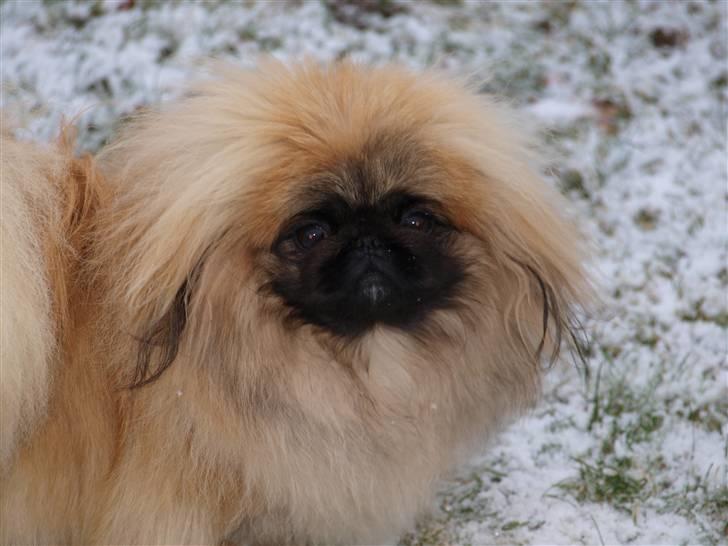 Pekingeser Chui Aka Pigehunden<3 hvil i fred <3 - Chui 11 måneder og 16 dage gammel  billede 9
