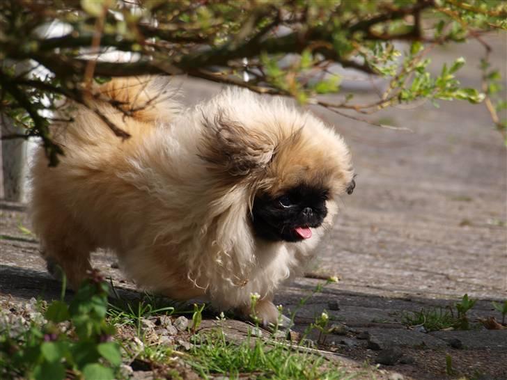 Pekingeser Chui Aka Pigehunden<3 hvil i fred <3 - Uhm det er dejligt at det er forår billede 10