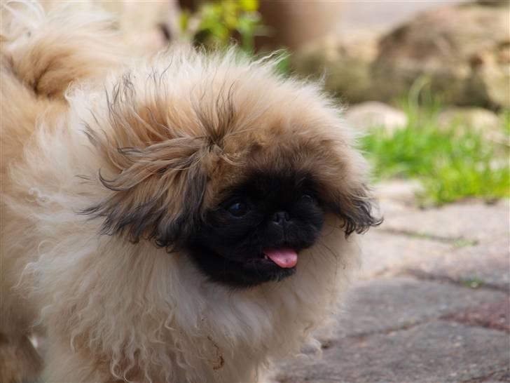 Pekingeser Chui Aka Pigehunden<3 hvil i fred <3 - dejligt med forår.  billede 11