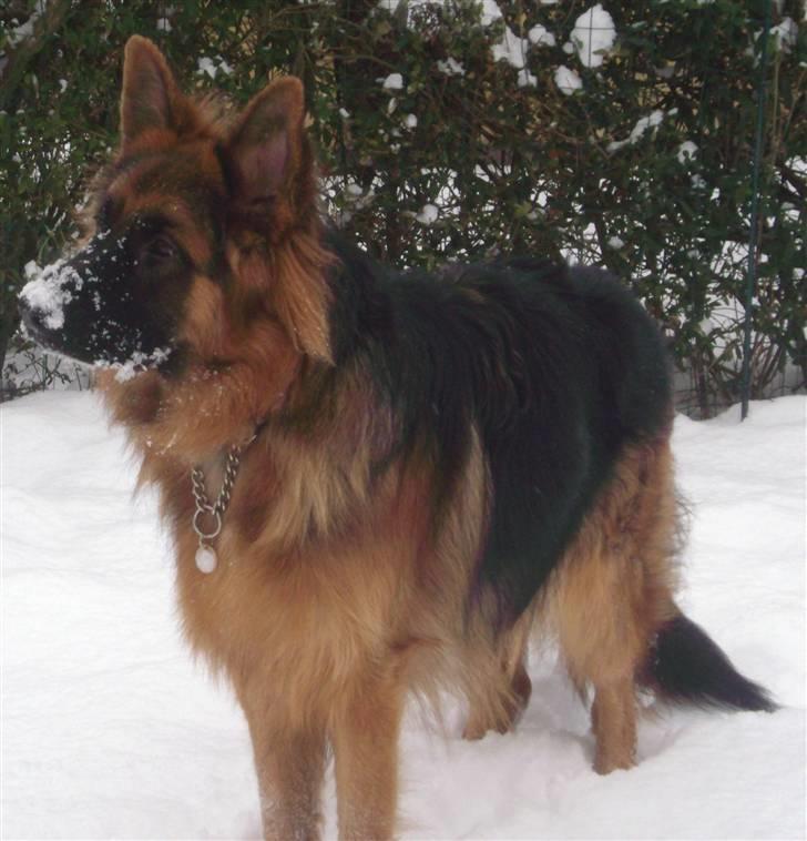 Schæferhund Victor - Sne er bare super skønt ;o) billede 3