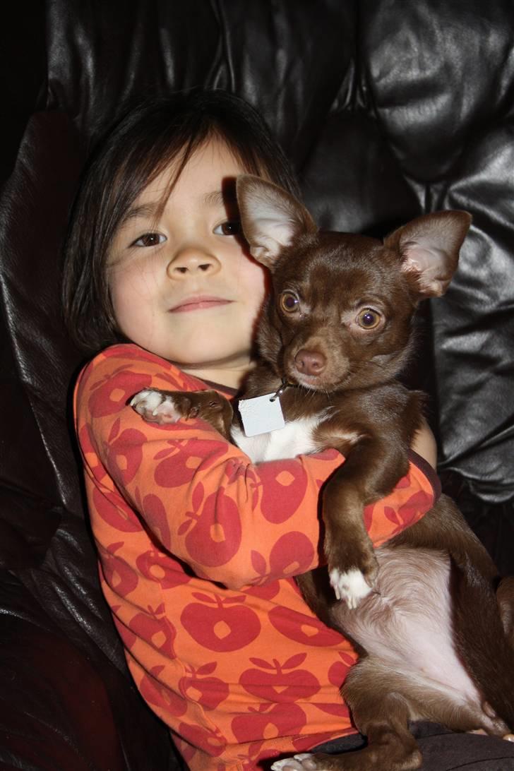 Chihuahua Wilma - Mig og så emma er de bedste venner i hele verden billede 16