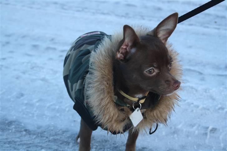 Chihuahua Wilma - ude på tur i sneen billede 17