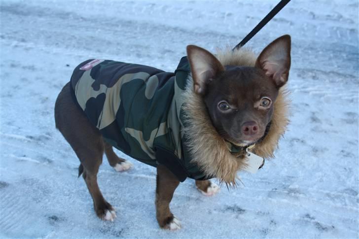 Chihuahua Wilma - her er lidt koldt, er her ikke? billede 18