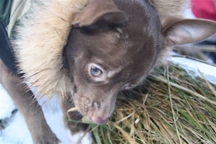Chihuahua Wilma - snus snus... har der været en anden hund her? billede 19