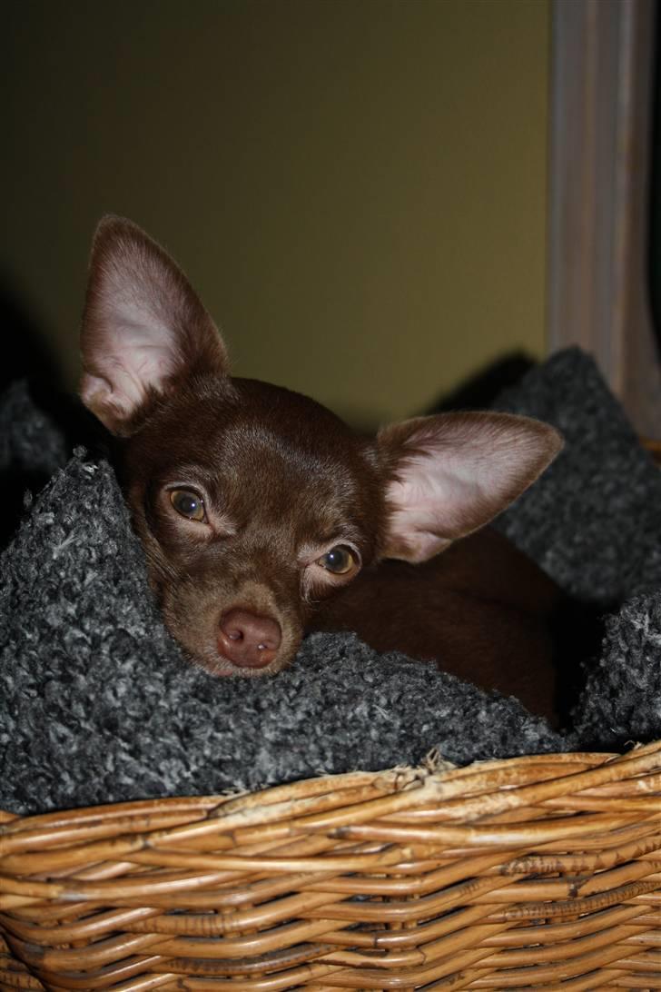 Chihuahua Wilma - Ahhhh hjem i kurven efter en dejlig kold gåtur billede 20