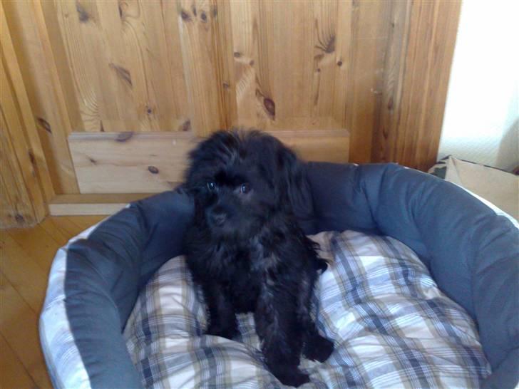 Blanding af racer Boris - Min nye kurv - den anden var blevet for lille. billede 6