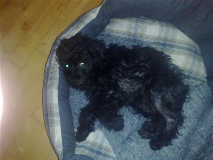 Blanding af racer Boris - Den er nu dejlig - min nye kurv. billede 7