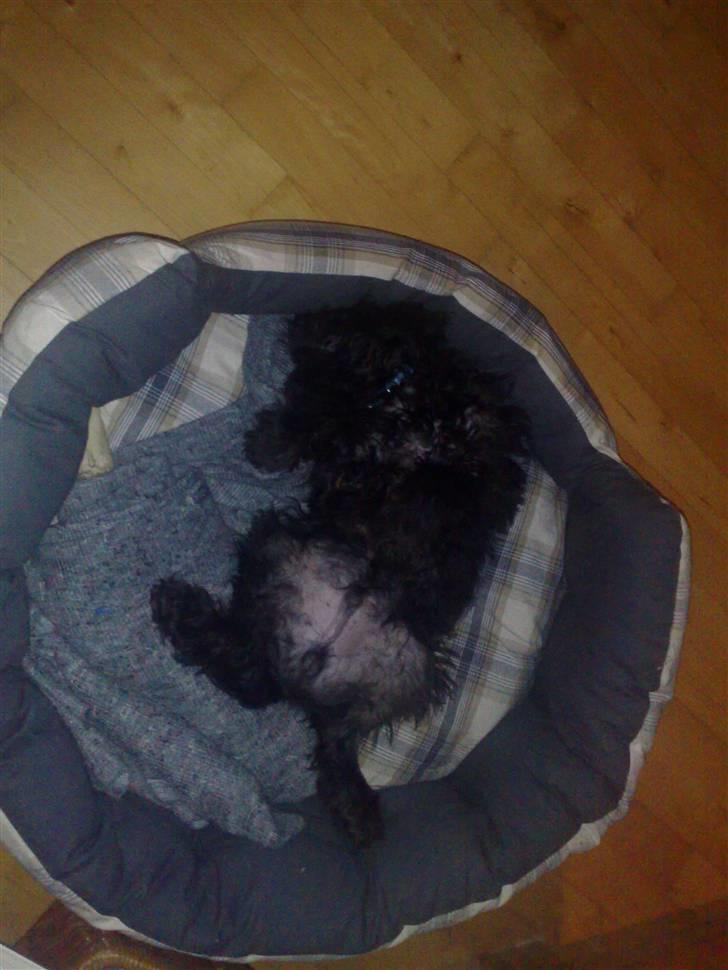 Blanding af racer Boris - Mmmmmmmmmm...... billede 8