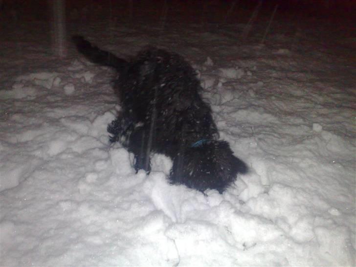 Blanding af racer Boris - Sne er godt nok spændende! billede 10