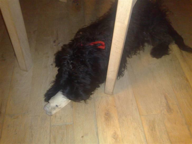 Blanding af racer Boris - Mit gode gnaveben som jeg fik i julegave. billede 13