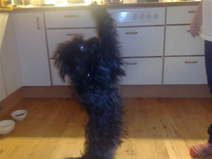 Blanding af racer Boris - Jeg er bare blevet så god til at danse. billede 14