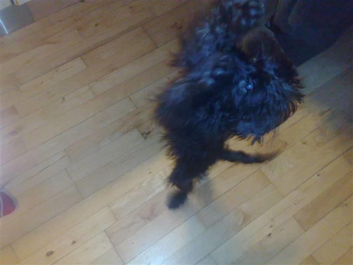 Blanding af racer Boris - Alle elsker bare når jeg danser. billede 15