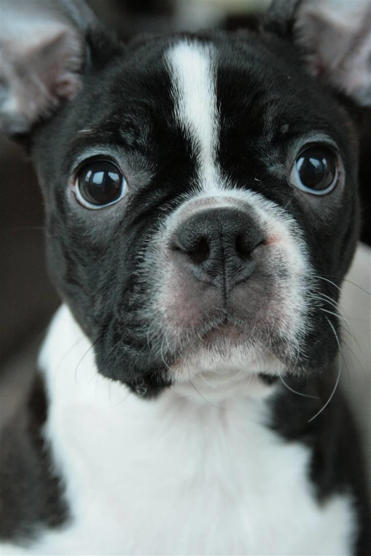 Boston terrier ** Ugly Betty **  billede 1