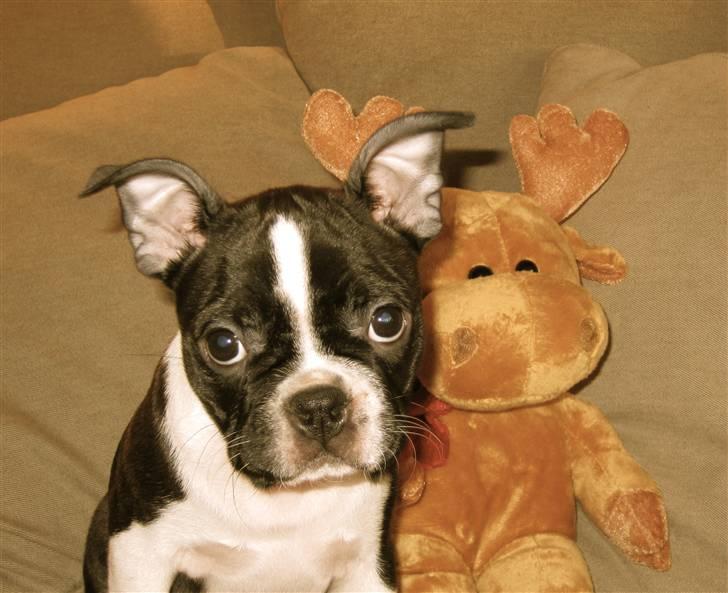 Boston terrier ** Ugly Betty **  billede 2