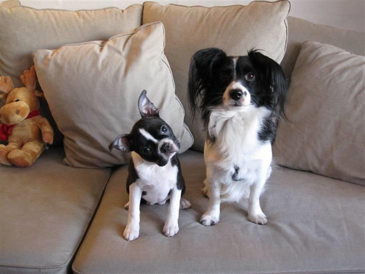 Boston terrier ** Ugly Betty **  billede 3