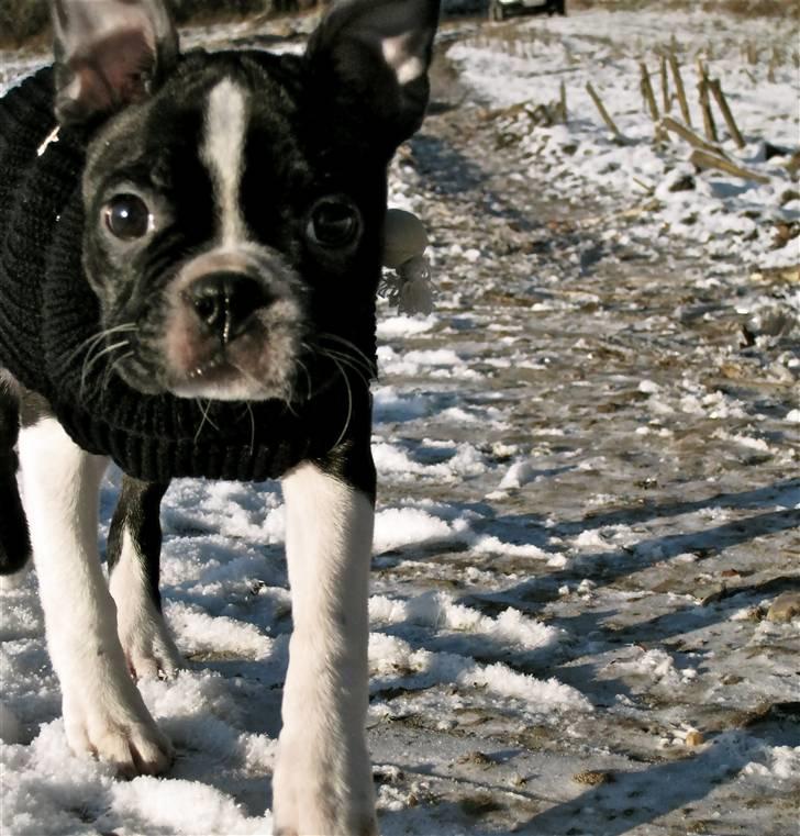 Boston terrier ** Ugly Betty **  billede 4