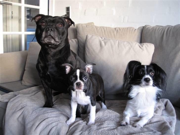 Boston terrier ** Ugly Betty **  billede 5