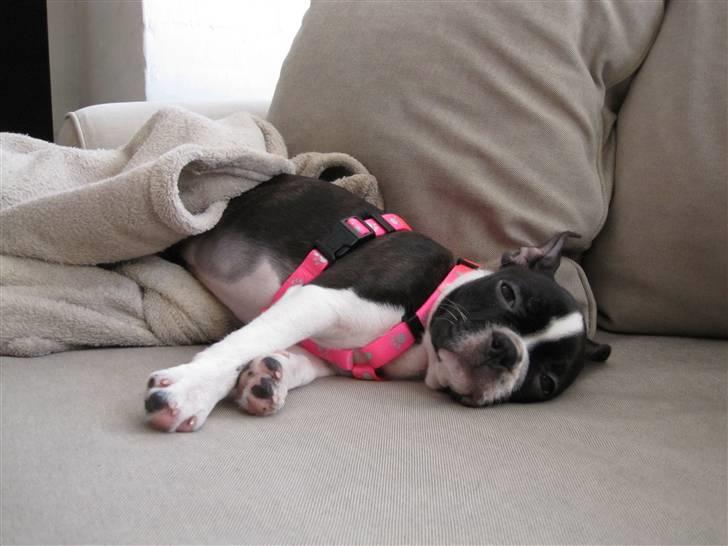 Boston terrier ** Ugly Betty **  billede 6