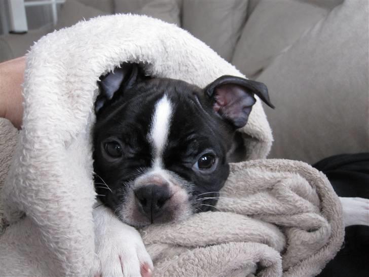 Boston terrier ** Ugly Betty **  billede 7